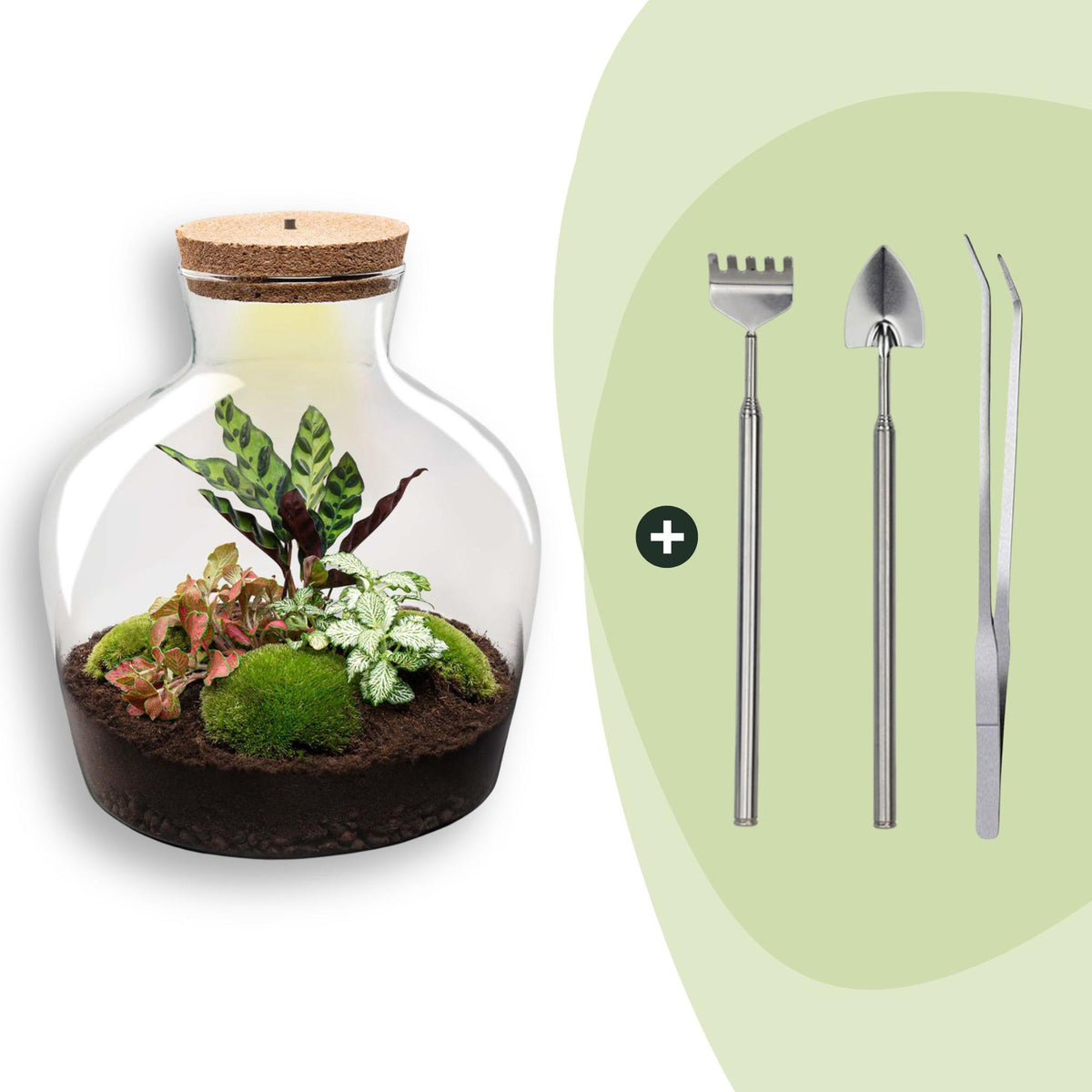 DIY plantenterrarium met licht, Fat Joe Red, plant in pot