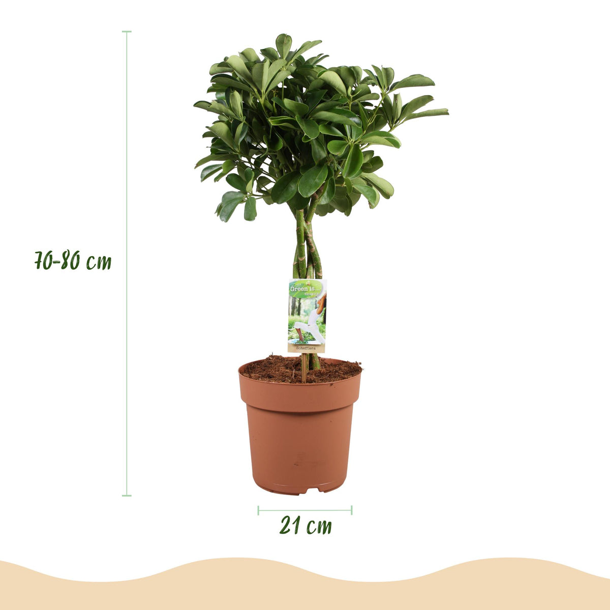 Schefflera Nora, groene bladeren