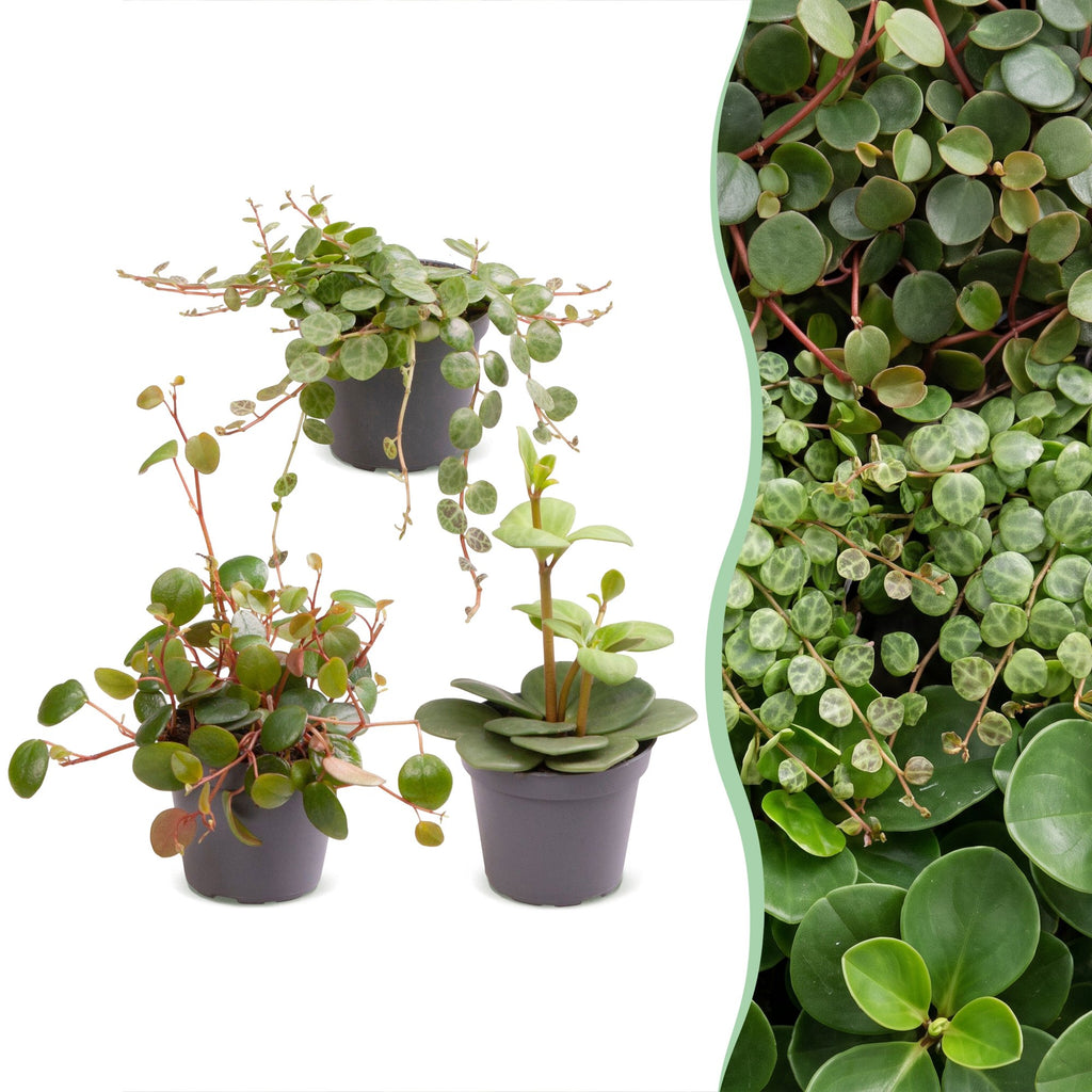 3x Baby Peperomia Mix - Groen - Rood - Tropisch - Ø6cm - ↕5-15cm, plant in pot