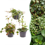 3x Baby Peperomia Mix - Groen - Rood - Tropisch - Ø6cm - ↕5-15cm, plant in pot