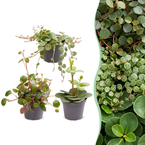 3x Baby Peperomia Mix - Groen - Rood - Tropisch - Ø6cm - ↕5-15cm, plant in pot