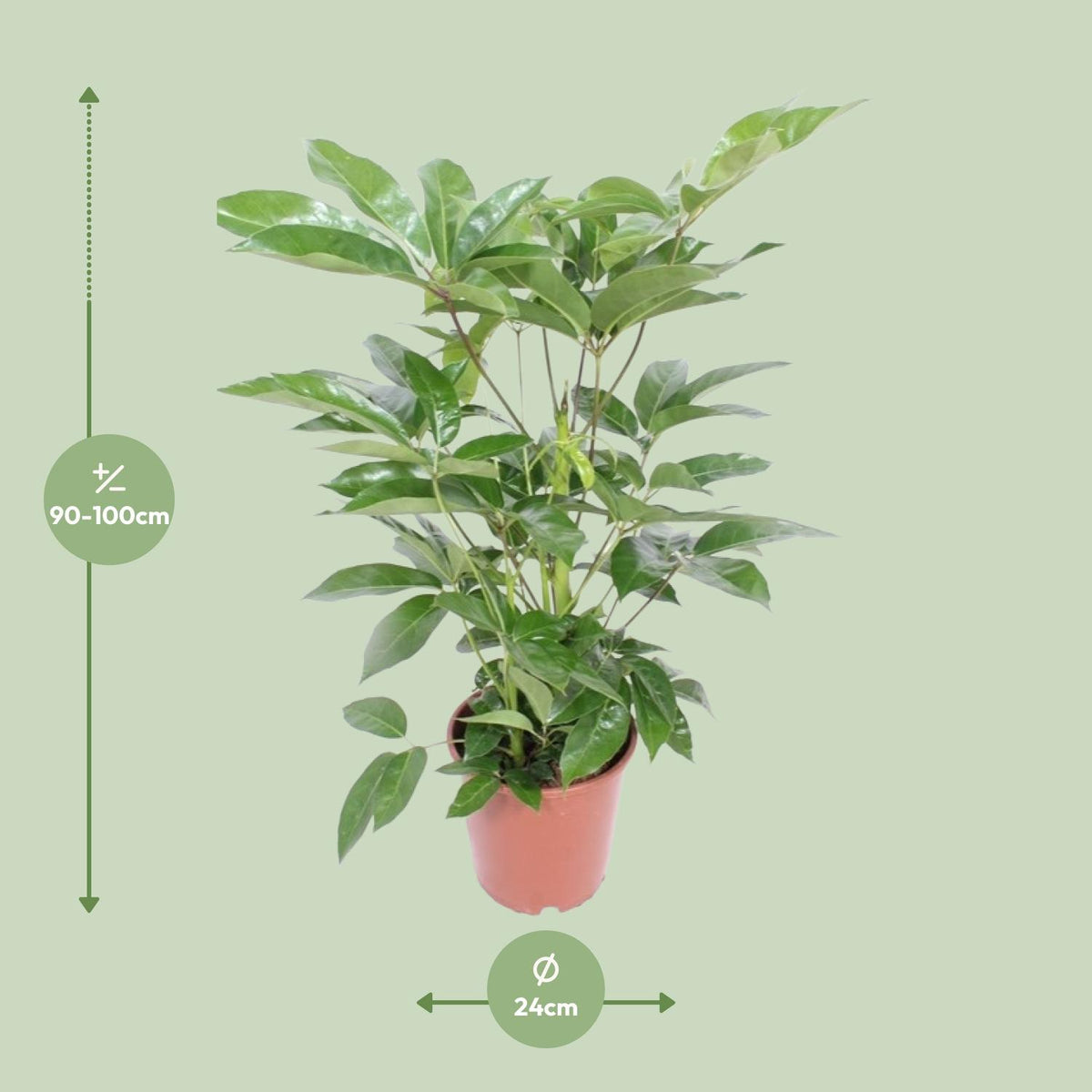 Detailfoto van Schefflera Actinophylla Amate