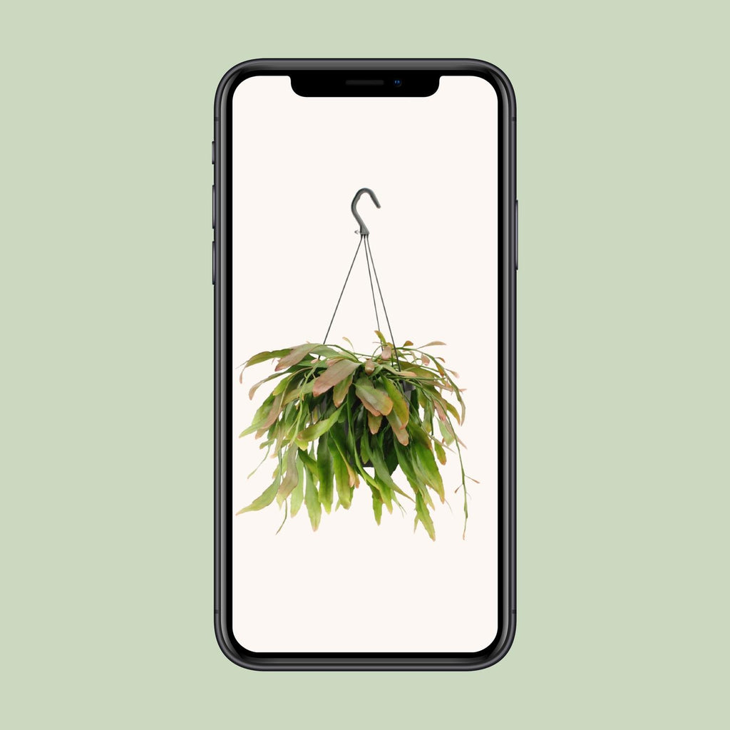 Detailfoto van Rhipsalis Red Coral