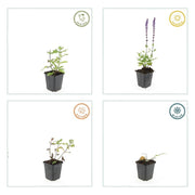 Salvia nem. &