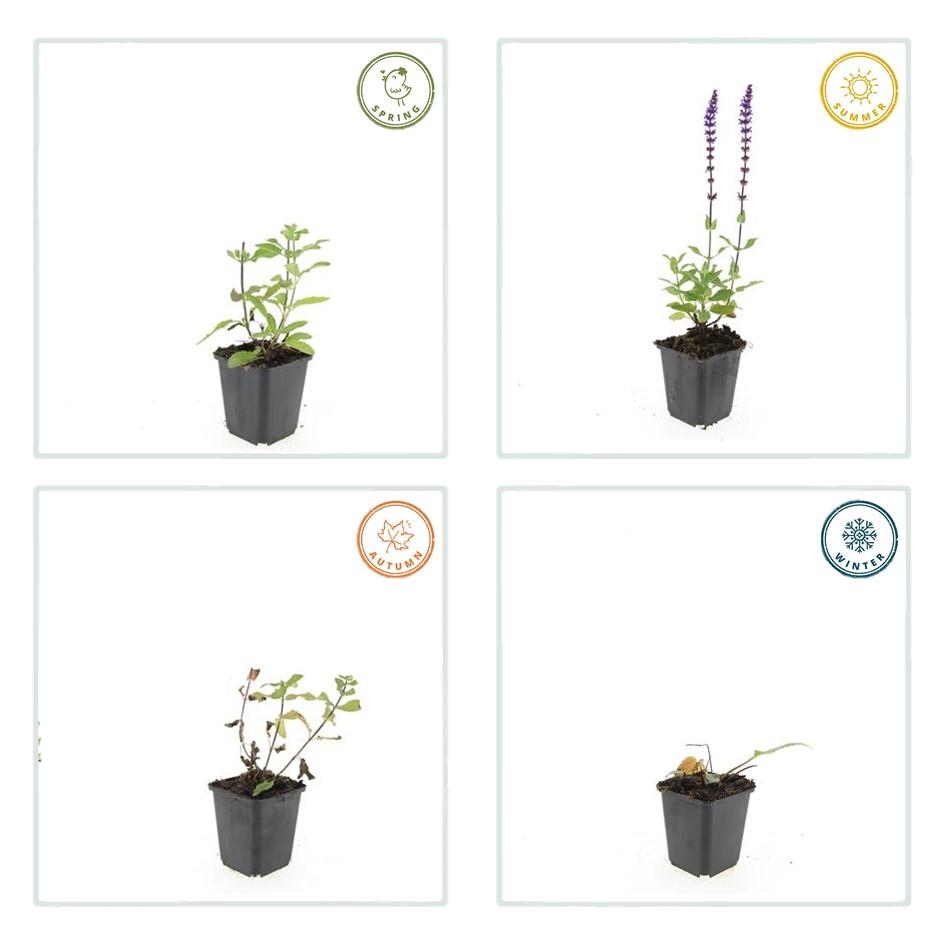 Salvia nem. 'Caradonna', groeiwijze van de plant