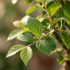 Bonsai Bol vorm Boom, groene bladeren