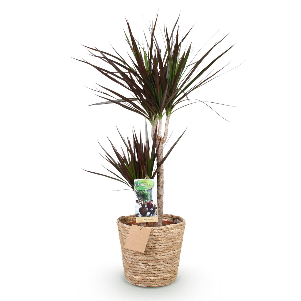 Dracaena Magenta, kenmerkend blad