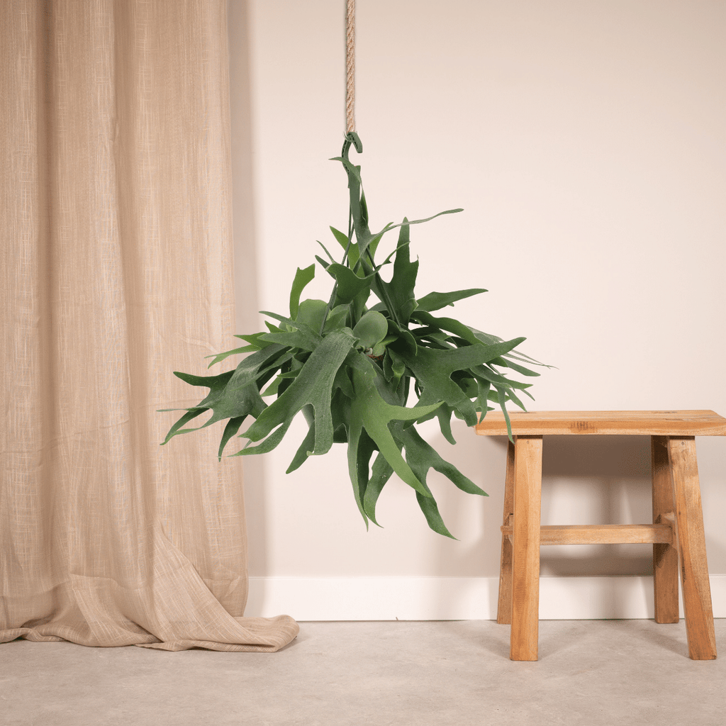 Productfoto van Platycerium Hertshoorn Hang