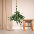 Productfoto van Platycerium Hertshoorn Hang