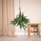 Productfoto van Platycerium Hertshoorn Hang