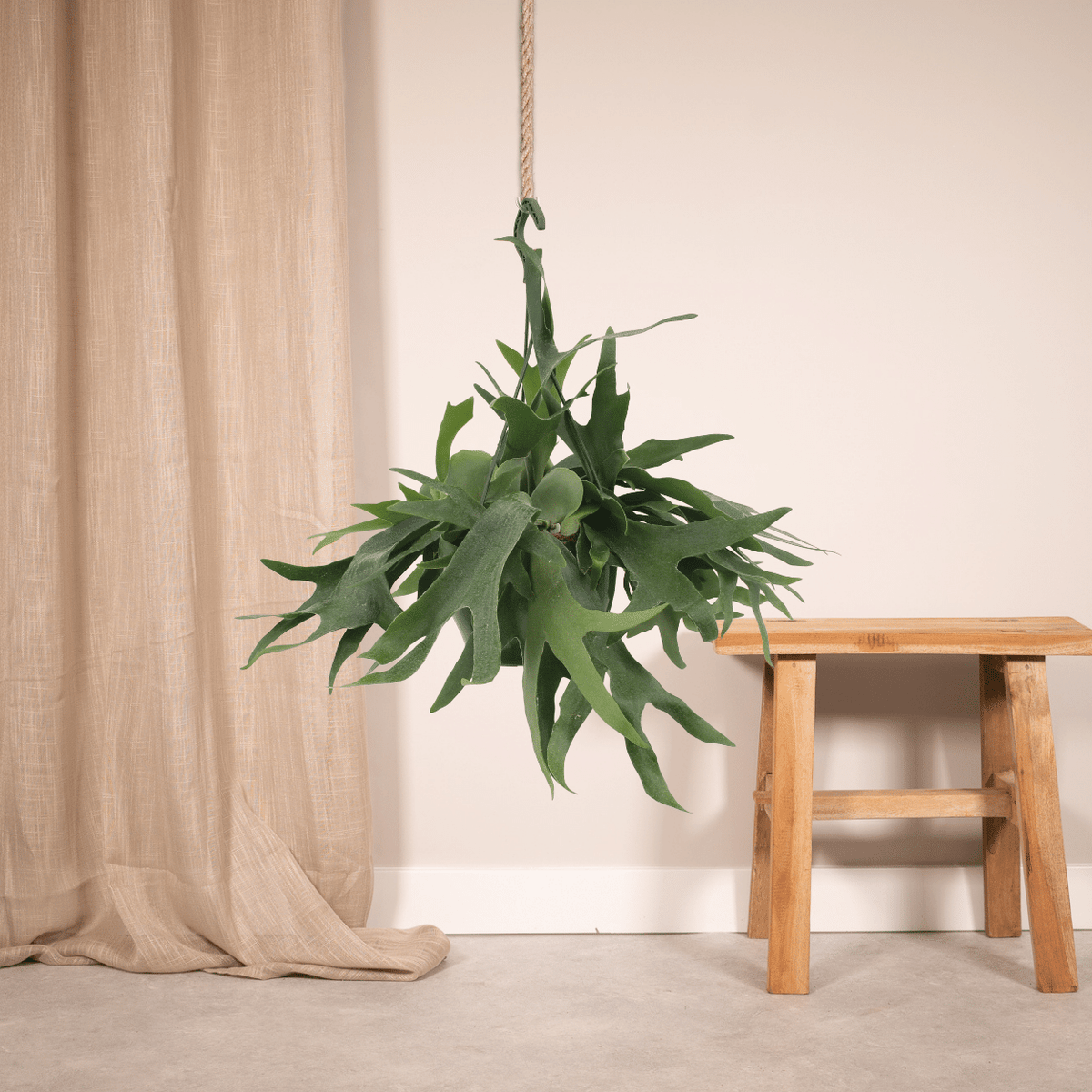 Productfoto van Platycerium Hertshoorn Hang