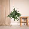 Platycerium Hertshoorn Hang