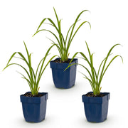 Daglelie Mauna Loa, met oranje bloemen (3x)