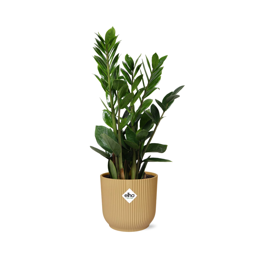 Productfoto van Zamioculcas in ELHO Vibes Fold 14cm geel