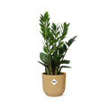 Productfoto van Zamioculcas in ELHO Vibes Fold 14cm geel