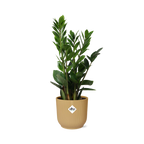 Productfoto van Zamioculcas in ELHO Vibes Fold 14cm geel