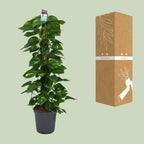 Detailfoto van Scindapsus (Epipremnum)
