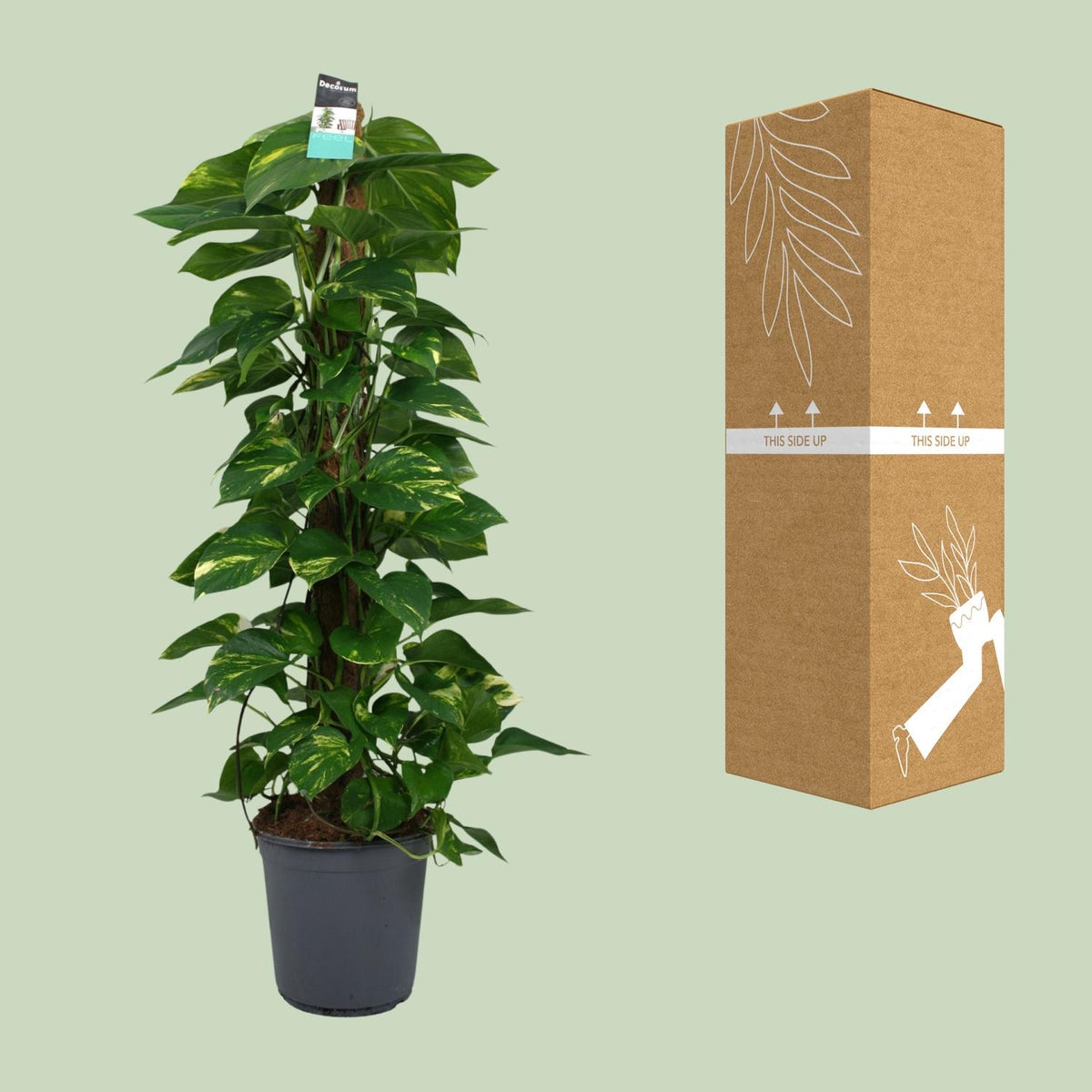 Detailfoto van Scindapsus (Epipremnum)