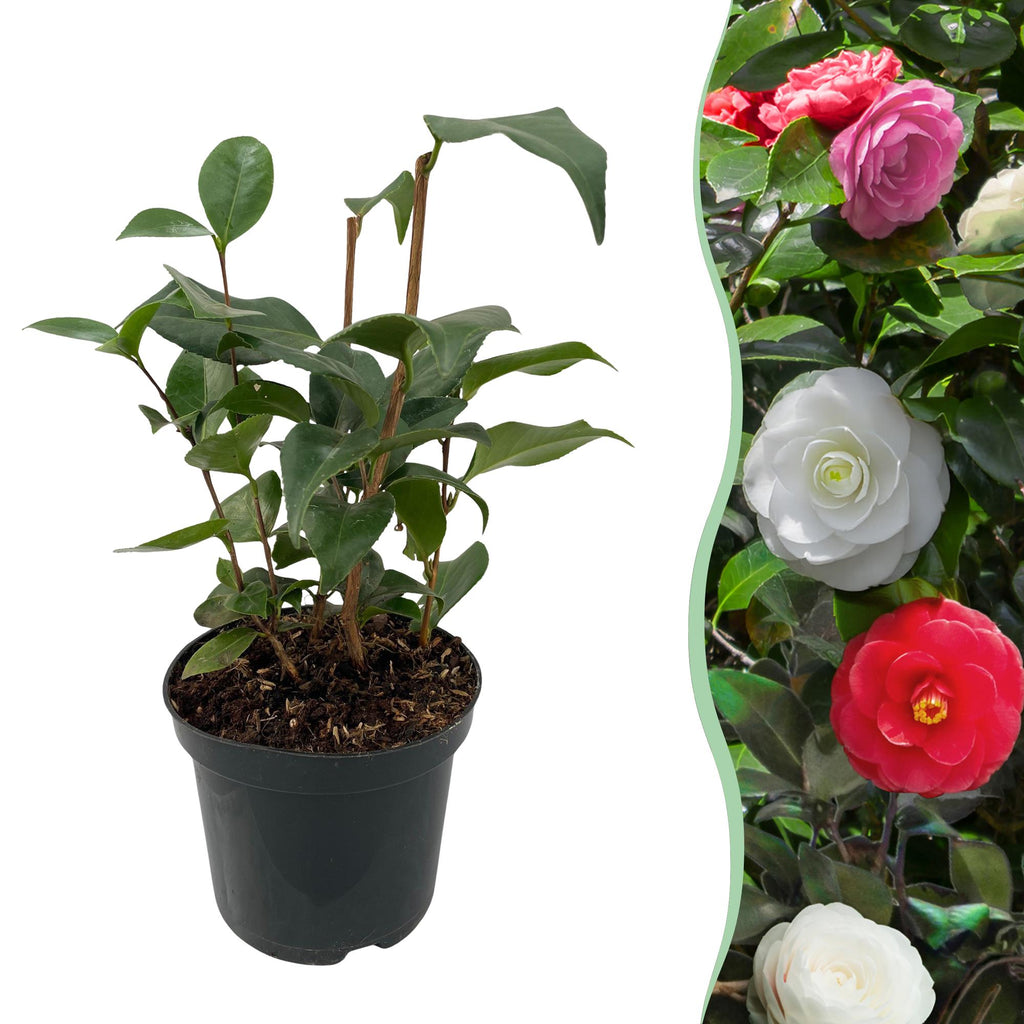 Camelia japonica Tricolour, plant in pot