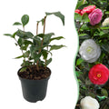 Camelia japonica Tricolour, plant in pot