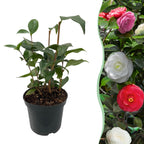 Camelia japonica Tricolour, plant in pot