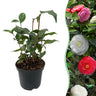 Camelia japonica Tricolour