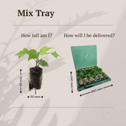 Plantenmix tray, kleurrijke verrassingsmix, 12 pluggen