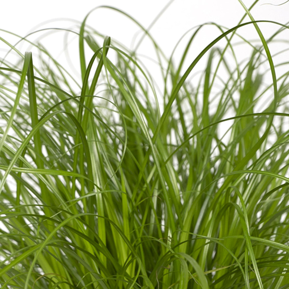Productafbeelding van Pureplant