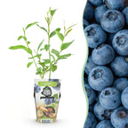 Blauwe bes Vaccinium corymbosum Goldtraube, plant voor binnen