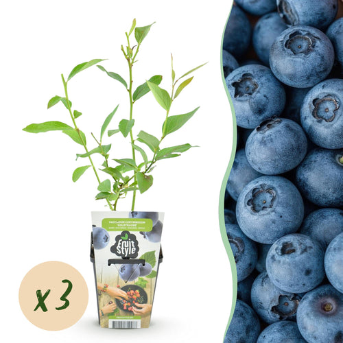 Blauwe bes Vaccinium corymbosum Goldtraube, plant voor binnen