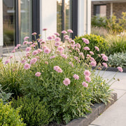 Duifkruid col. Pink Mist, met roze bloemen (6x)