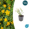 12x Hypericum dummeri 'Peter Dummer'