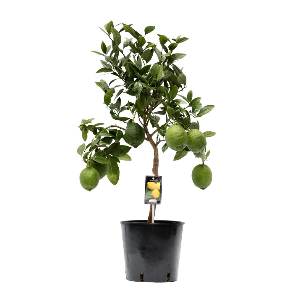 Productfoto van Citrus Lemon