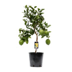 Productfoto van Citrus Lemon