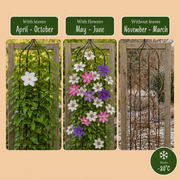Clematis tricolour mix - driekleurige bosrank - set van 6 - Ø9 cm