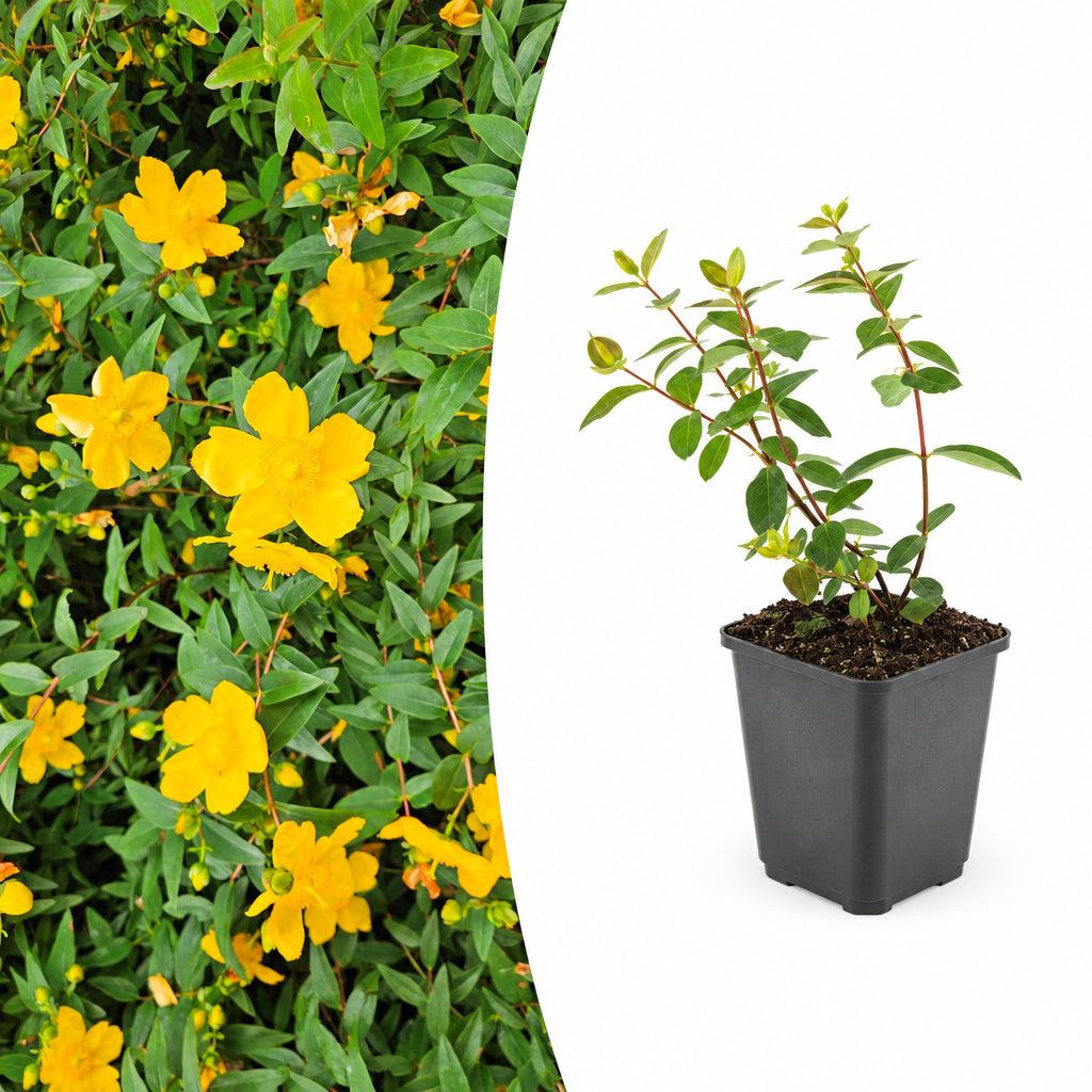 Hypericum dummeri 'Peter Dummer', plant in pot