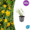 Hypericum dummeri 'Peter Dummer'