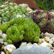 Sempervivum Big Sam, 17 cm hoog