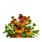 Echinacea Purpurea Orange, plant in pot