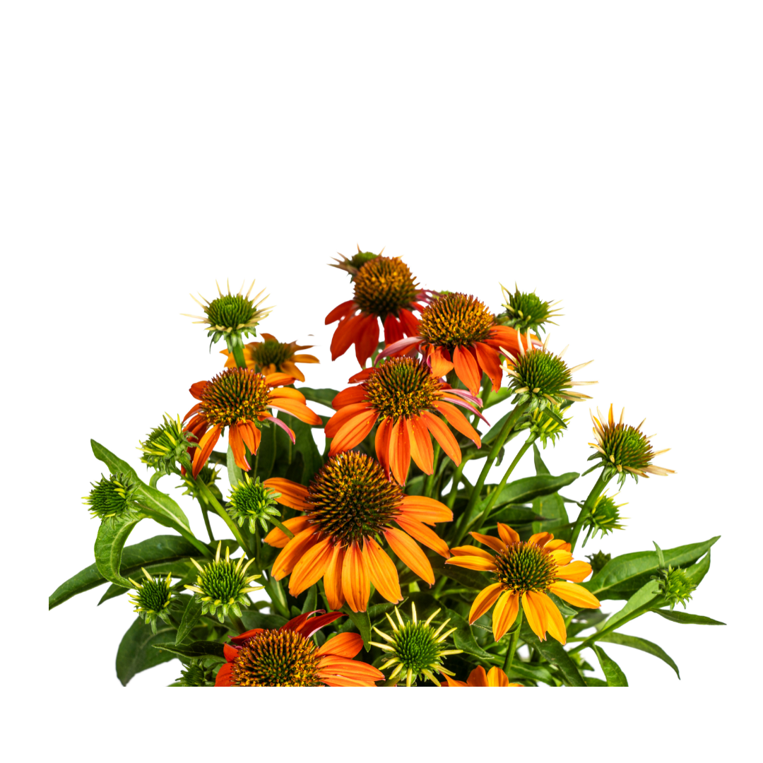 Echinacea Purpurea Orange, plant in pot