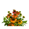 Echinacea Purpurea Orange