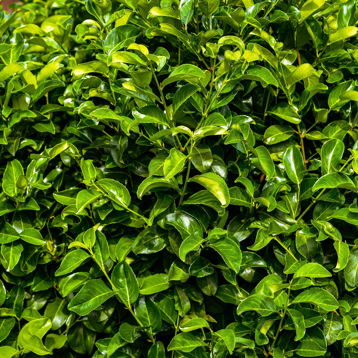 Prunus laurocerasus Rotundifolia, detail van het blad