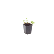 Geranium macr. &