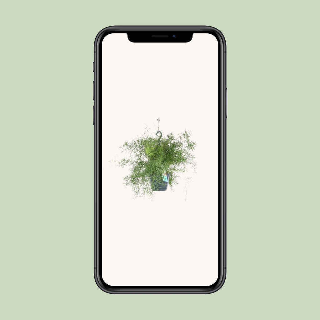 Detailfoto van Asparagus Sprengeri Hang