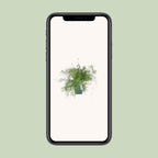 Detailfoto van Asparagus Sprengeri Hang