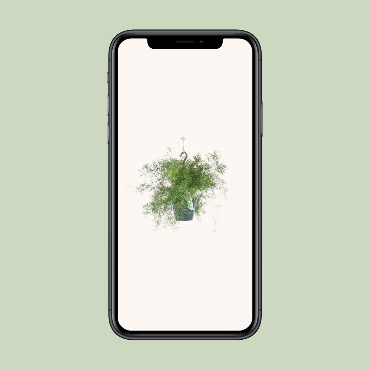 Detailfoto van Asparagus Sprengeri Hang