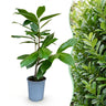 Prunus laurocerasus Rotundifolia, 30-35 cm hoog