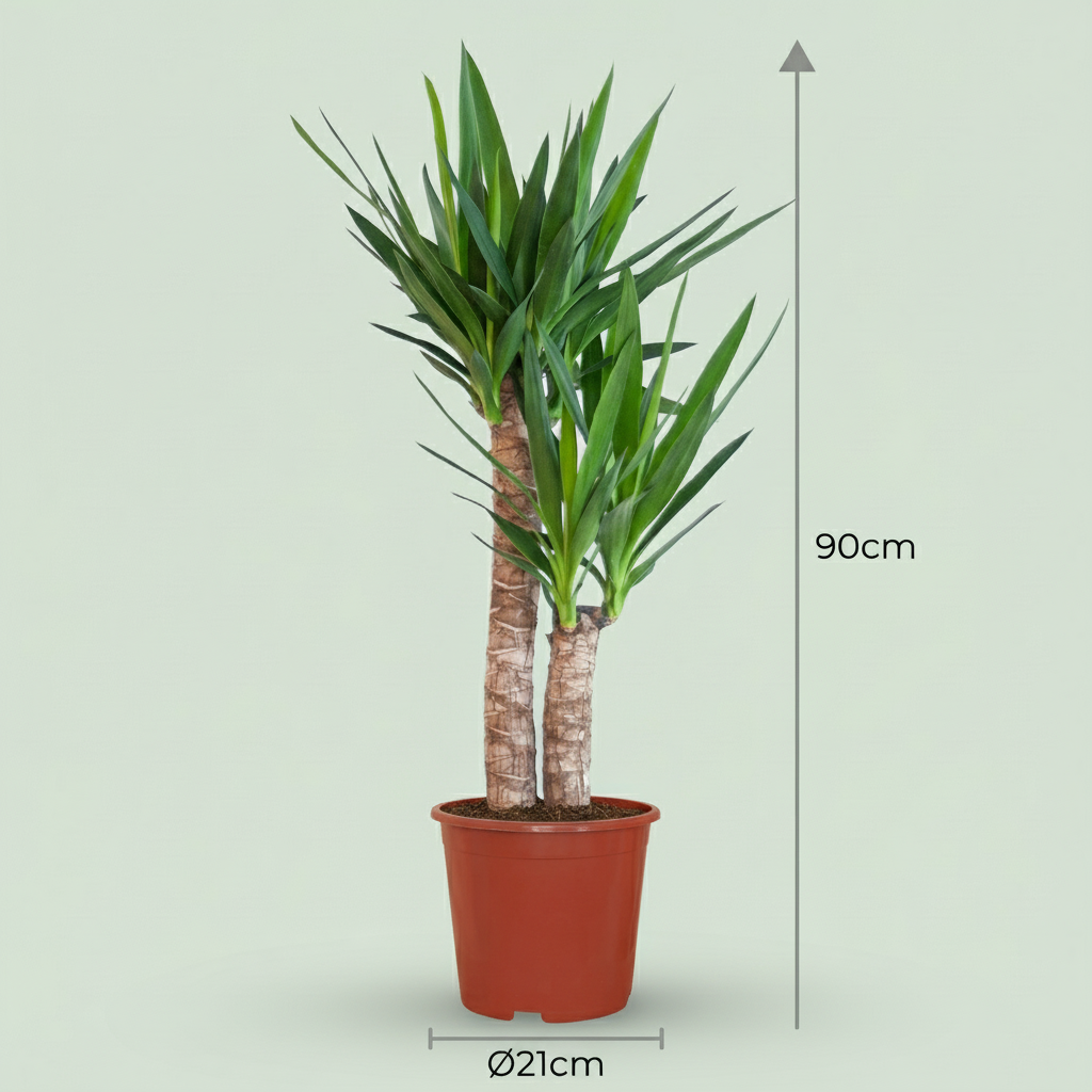 Yucca (Palmlelie), groene bladeren