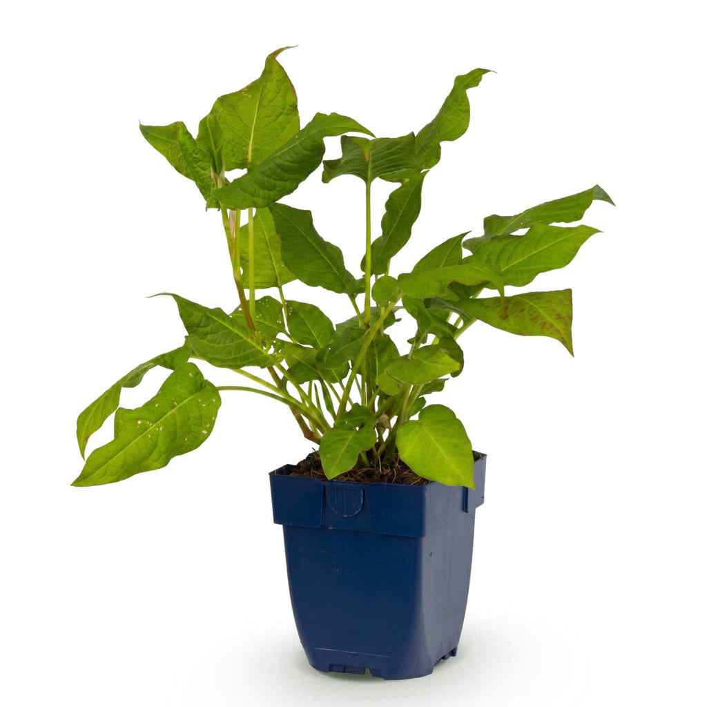 Duizendknoop amplexicaulis, gezonde plant