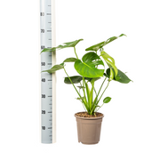 Monstera Deliciosa Tauerii